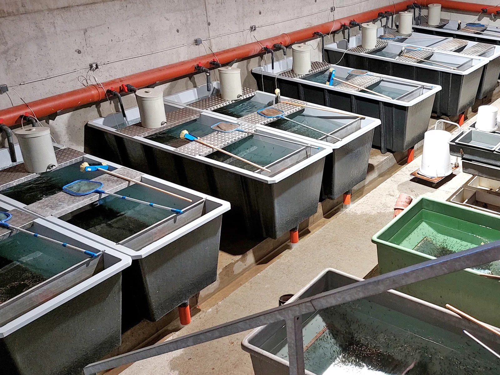 Nahaufnahme in ein Fischzuchtbecken